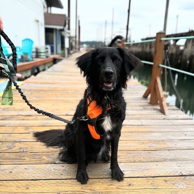 Dog-friendly deck area